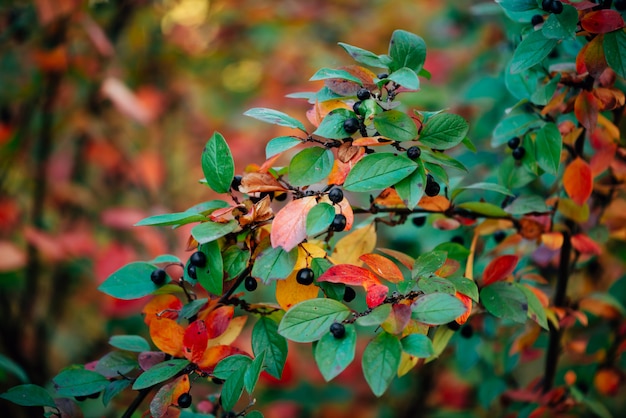 Bacca sul ramo cotoneaster sul fondo del bokeh di caduta. Arbusto di Bearberry con il primo piano delle foglie di autunno. Caduta di foglie multicolori di verde rosso giallo arancione colori. Sfondo autunnale con ricca flora colorata.