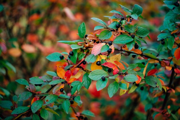 Bacca sul ramo cotoneaster sul fondo del bokeh di caduta.