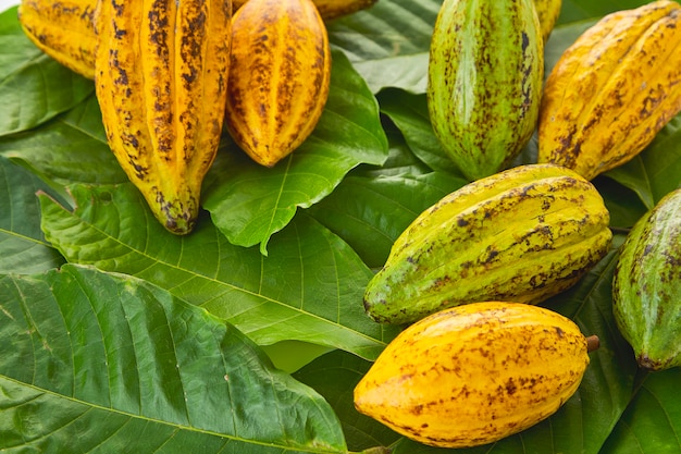 Baccelli di cacao con foglia di cacao su uno sfondo bianco