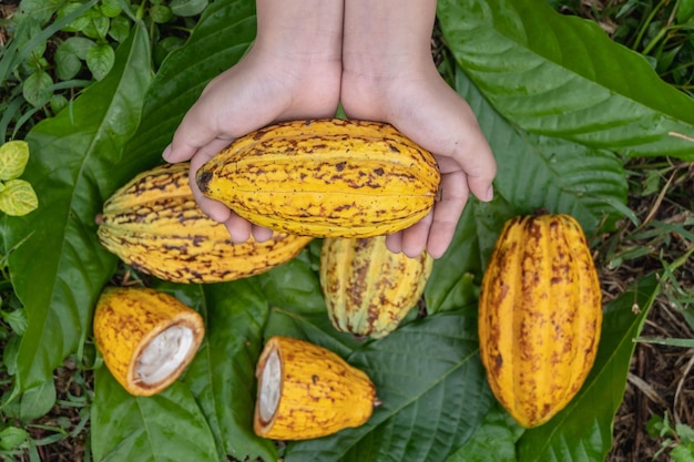 Baccelli di cacao e cacao fresco nelle mani dei coltivatori di cacao.