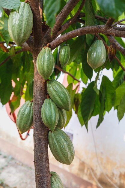 Baccelli di cacao freschi dall'albero del cacao