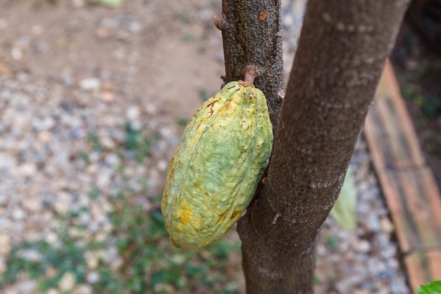 Baccelli di cacao freschi dall'albero del cacao