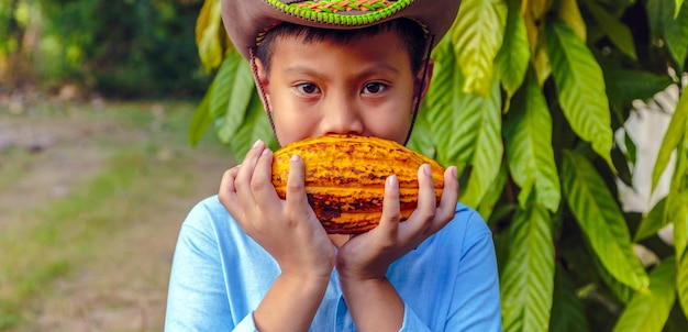 Baccelli di cacao maturi gialli agricoli nelle mani di un contadino raccolto in una piantagione di cacao