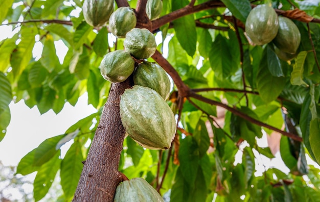 Baccelli di cacao verde fresco non raccoltoCacao verde crudo all'albero di cacao