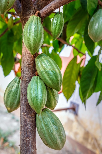 Baccelli di cacao verde fresco non raccoltoCacao verde crudo all'albero di cacao