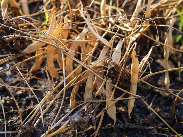 Baccelli di fagiolini organici bianchi maturi appesi a steli che crescono nel giardino