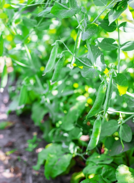 Baccelli di fagiolo di selenio nel fuoco selettivo del giardino