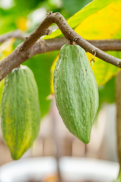 Baccelli di frutta biologici al cacao in natura