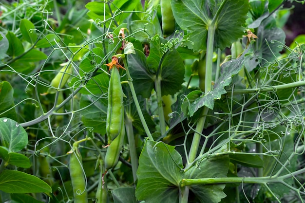 Baccelli di giovani piselli in un campo