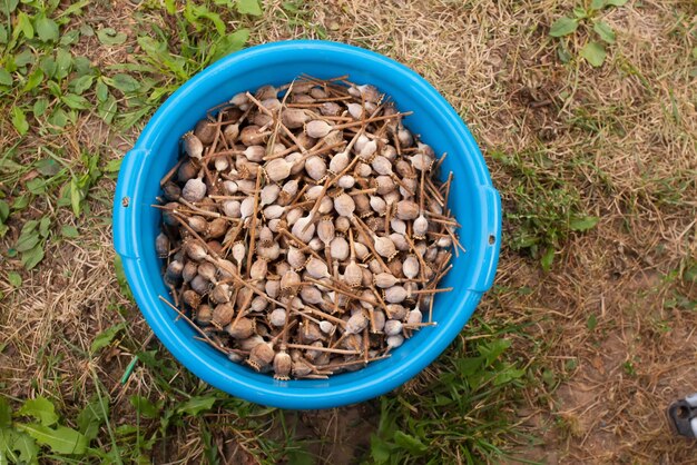 Baccelli di papavero essiccati in un bicchiere di plastica