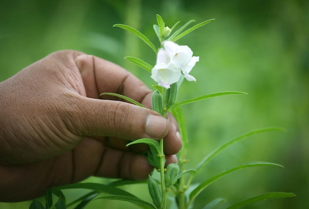 Baccelli di sesamo che tengono per mano in giardino