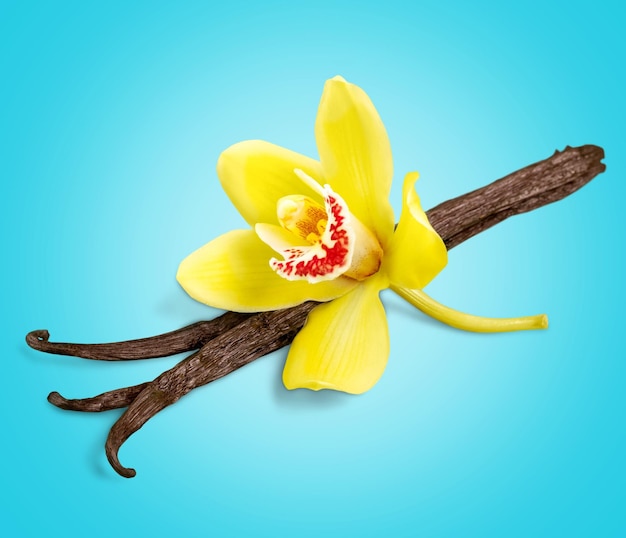Baccelli di vaniglia con fiore su sfondo chiaro