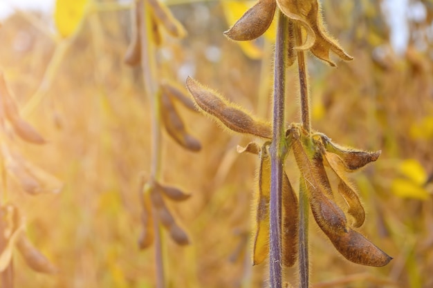 Baccelli maturi di soia, pieni di fagioli, sul campo