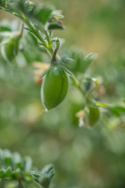 Baccello dei ceci con le plantule verdi nel campo dell'azienda agricola, primo piano.