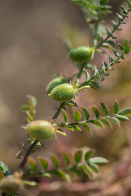 Baccello dei ceci con le plantule verdi nel campo dell'azienda agricola, primo piano.