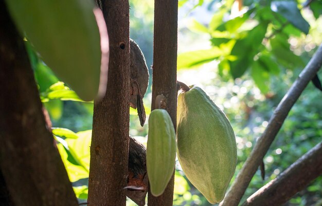 Baccello di cacao fresco o giovane cacao crudo verde su albero di cacao