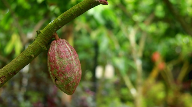 Baccello di cacao rosso su albero nel campo Cacao Theobroma cacao L è un albero coltivato nelle piantagioni