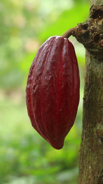 Baccello di cacao rosso sull'albero nel campo Cacao o Theobroma cacao L è un albero coltivato nelle piantagioni