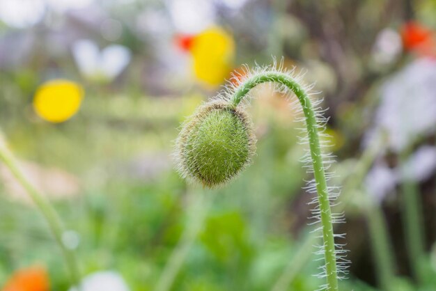 Baccello di fiori di papavero da vicino in giardino