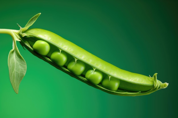 Baccello di pisello verde su sfondo verde