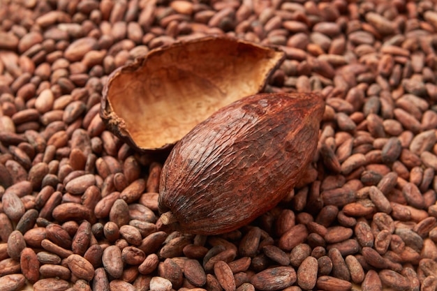 Baccello intero di albero di cacao