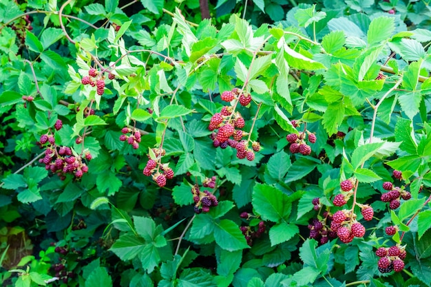 Bacche acerbe su un cespuglio della mora in giardino