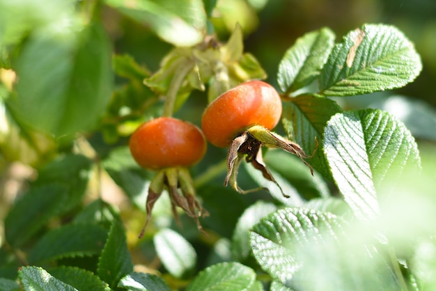 Bacche arancioni del cinorrodo che crescono su un ramo