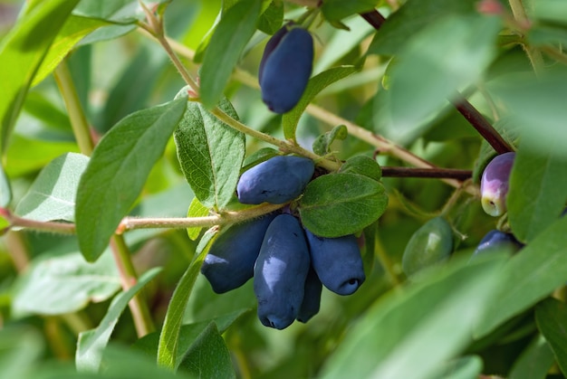 Bacche blu mature del caprifoglio su un cespuglio, primo piano