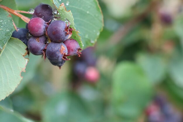 Bacche blu mature sullo sfondo di foglie verdi che maturano in estate nell'orto