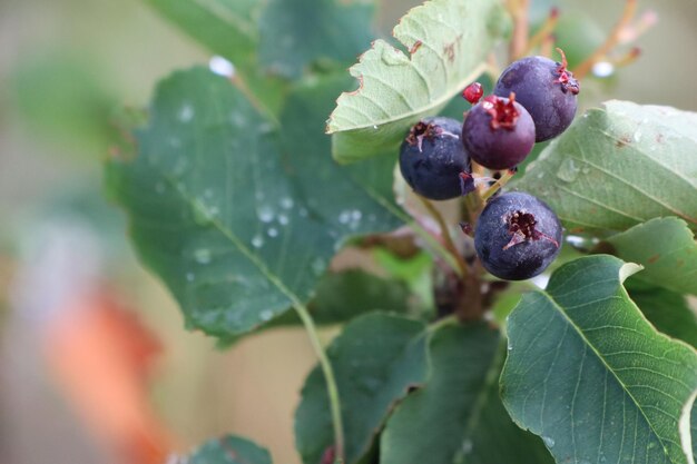 Bacche blu mature sullo sfondo di foglie verdi che maturano in estate nell'orto