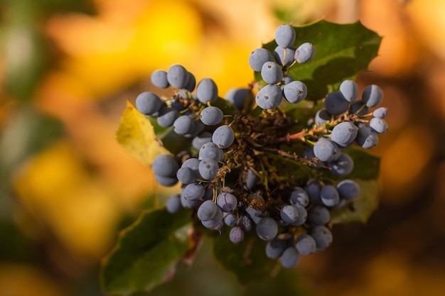 Bacche blu sul cespuglio in autunno