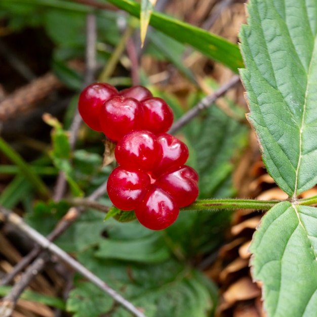 Bacche commestibili rosse nella foresta su un cespuglio, rubus saxatilis. Utili frutti di bosco dal delicato gusto di melograno su un ramo