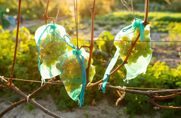 Bacche d'uva verdi mature in tessuto a rete che cresce sul ramo