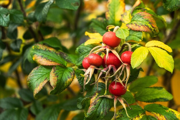 Bacche del cinorrodo su un cespuglio con le foglie di autunno