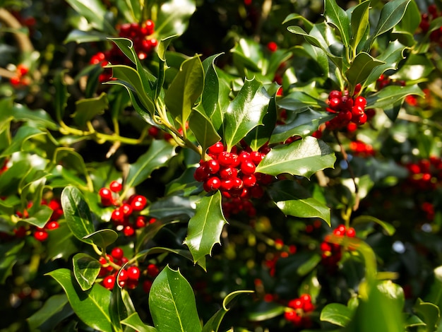 bacche di agrifoglio rosse con foglie verdi su un albero in una giornata di sole, sfondo di Natale