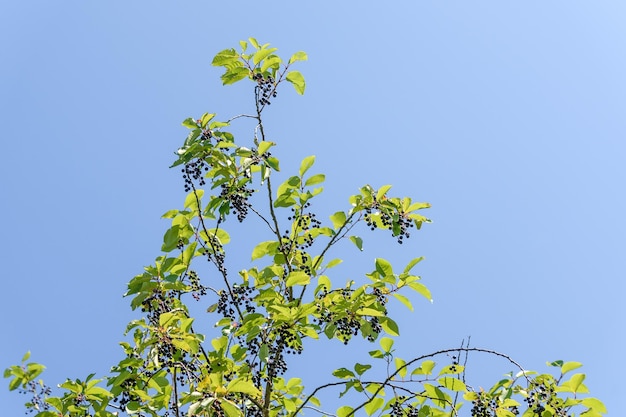 Bacche di amarena su un ramo contro un cielo blu