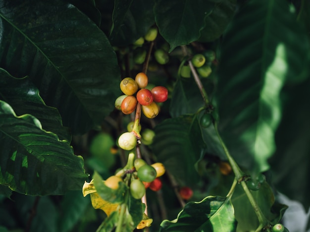 Bacche di caffè arabica albero di caffè con mano agricoltore