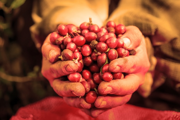 Bacche di caffè Arabica con mani di agricoltore