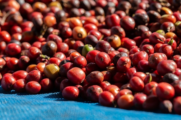 Bacche di caffè Arabica fresche