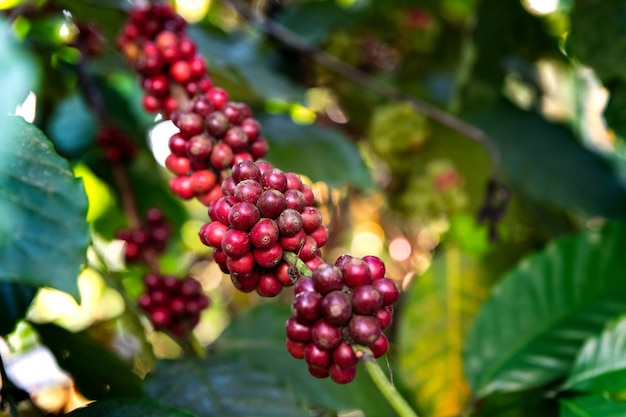 Bacche di caffè che appendono sull'albero