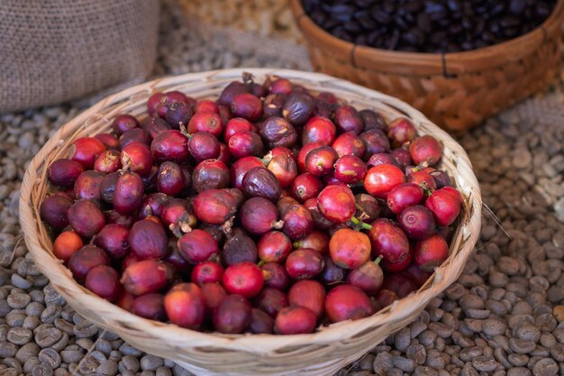 Bacche di caffè rosse in cestino