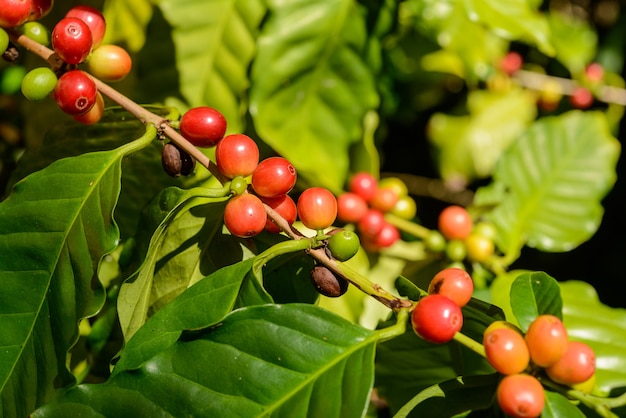 Bacche di caffè rosse sulla pianta in primo piano con sfondo verde sfocato del fogliame