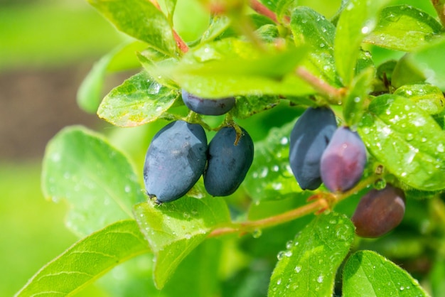 Bacche di caprifoglio mature blu nel giardino