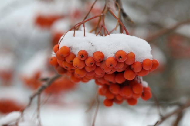 Bacche di cenere di montagna sotto la neve in giardino