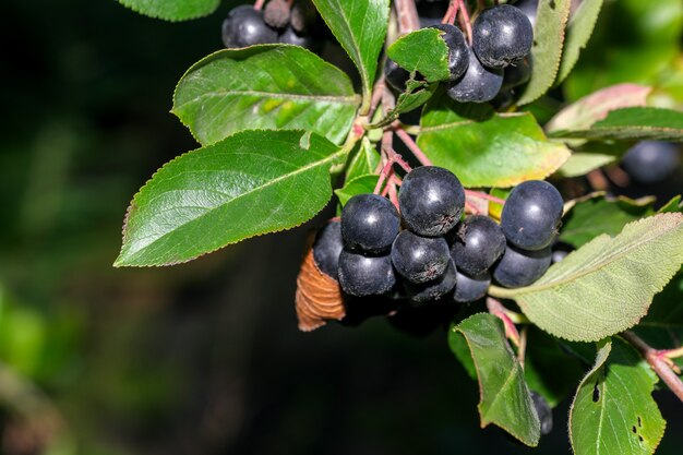 Bacche di chokeberry in grappoli su un ramo in una soleggiata giornata estiva ravvicinata