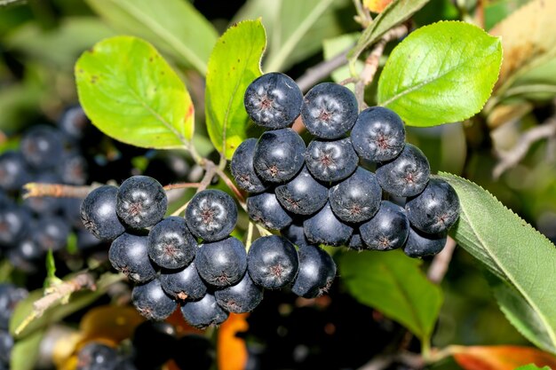 Bacche di chokeberry in grappoli su un ramo in una soleggiata giornata estiva ravvicinata