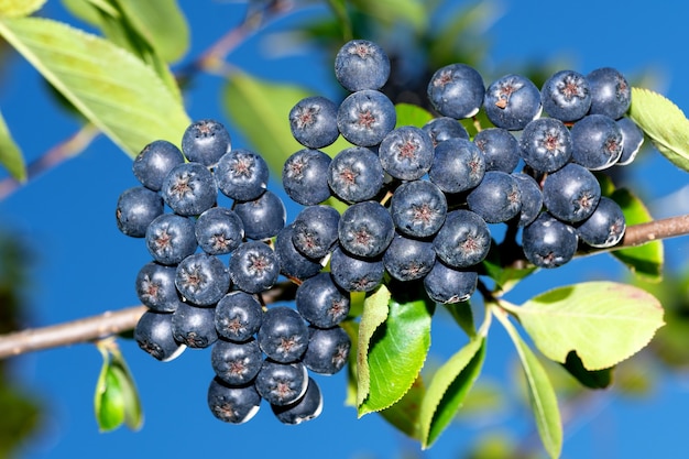 Bacche di chokeberry in grappoli su un ramo in una soleggiata giornata estiva ravvicinata