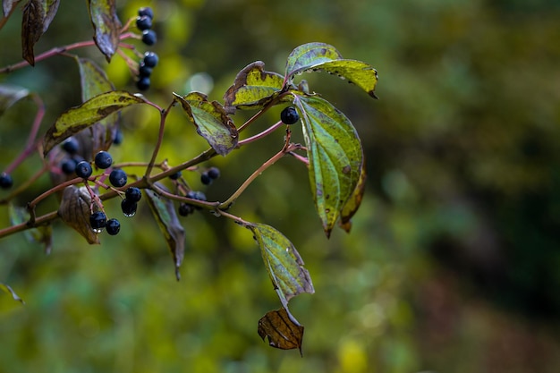 bacche di Cornus alternifolia sui rami di un cespuglio in gocce di pioggia