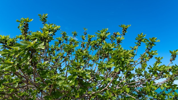 Bacche di fico su un albero