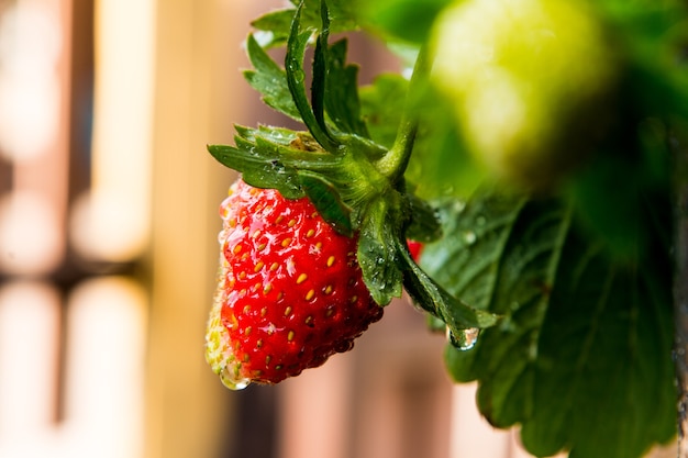 Bacche di fragole fresche dall&#39;albero.